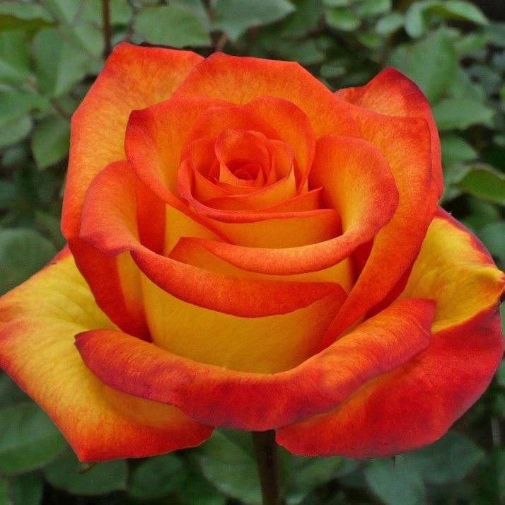 

Роза чайно-гибридная Хай Меджик, Rose High Magic