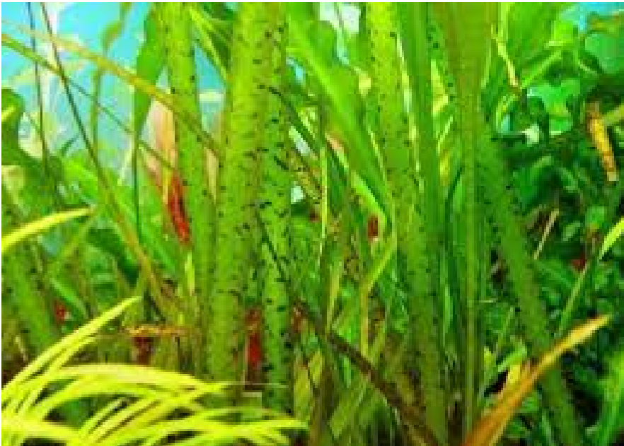 

Аквариумное растение - Валиснерия тигровая