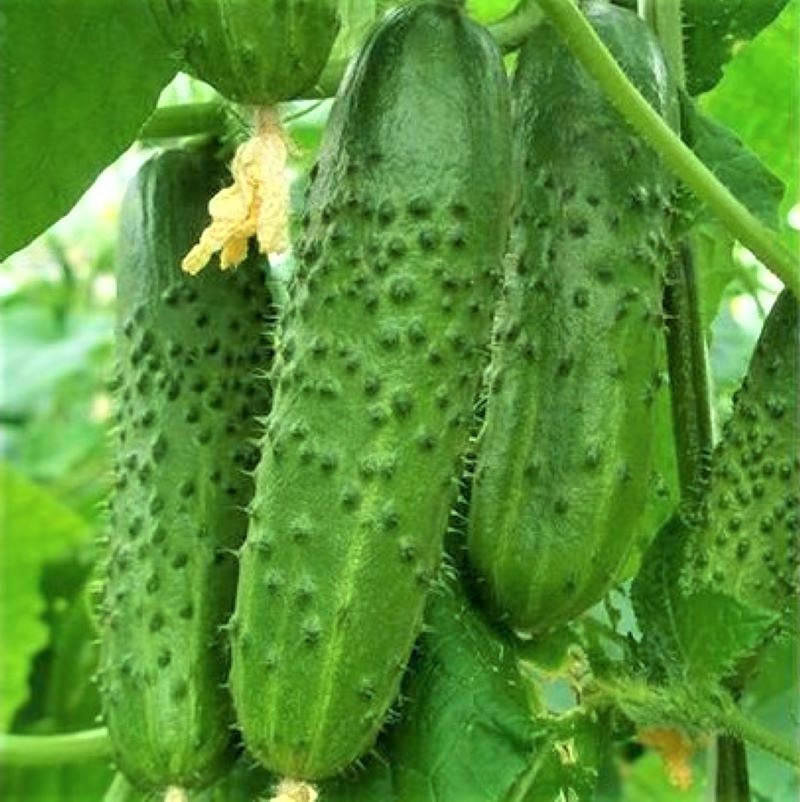 

Огурец ЭКОЛЬ F1 Syngenta 1 шт