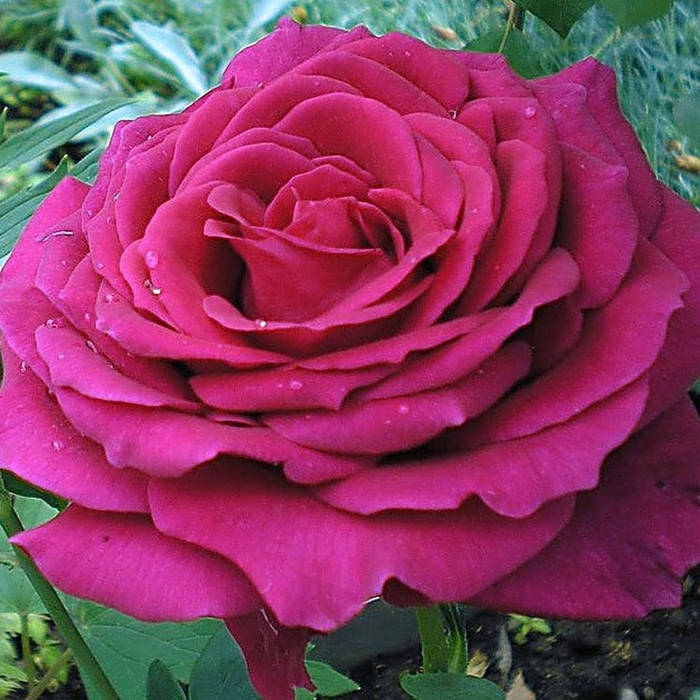 

Биг Перпл (Big Purple)