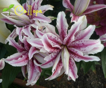 

Лилия Фабиола Роузлили (Roselily Fabiola)