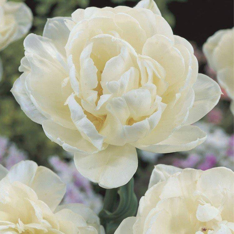 

Тюльпан Up White (луковицы) 4шт