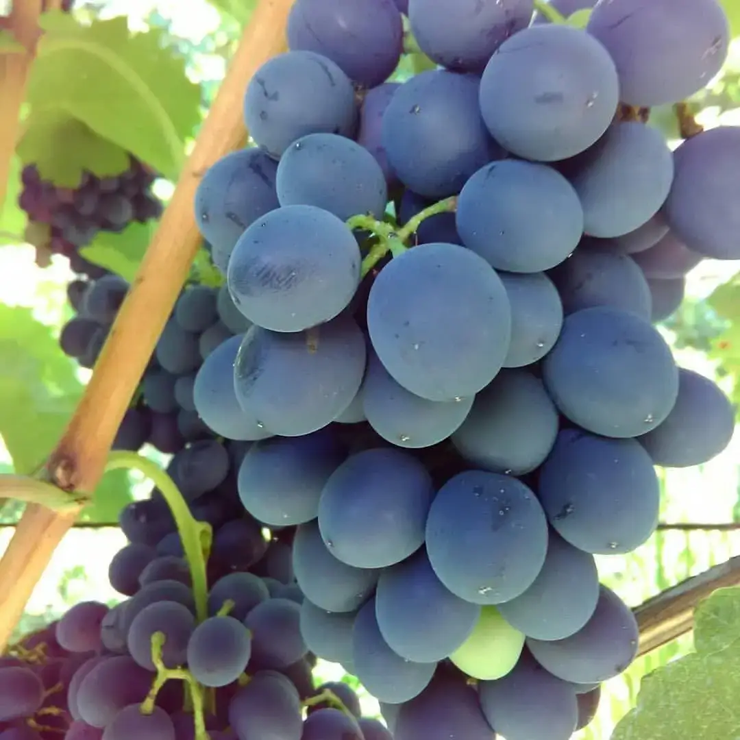 

Виноград "НАТАЛЬЯ" / Саженцы / Ранний срок созревания