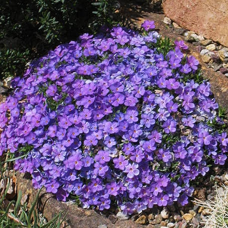 

Флокс келси Lemhi Gem, карликовый
