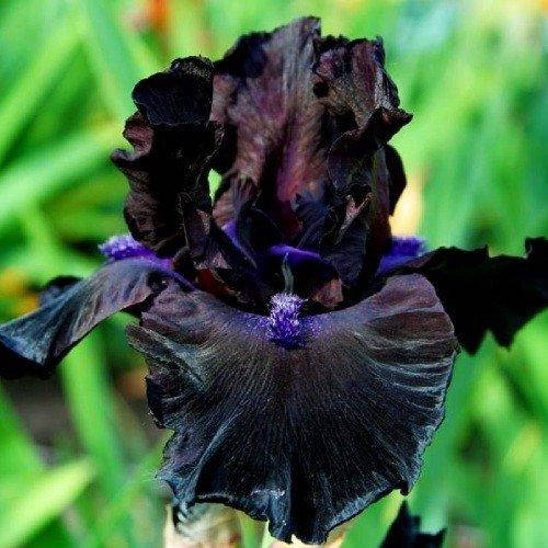 

Ирис Midnight Oil (корневища)