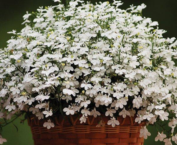 

Рассада Лобелия ампельная Regatta White d8см