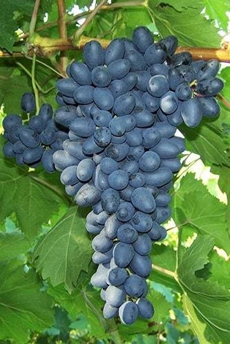 

Виноград кишмиш ДЖОЙ (саженец привитой)