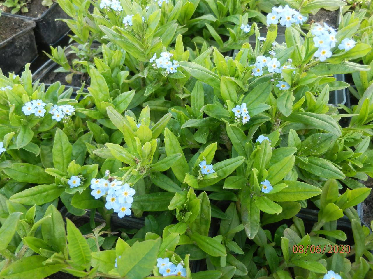 

Незабудка болотная - Myosotis palustris взрослое растение