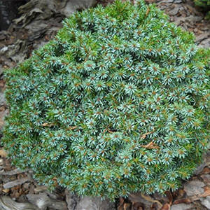 

Ялина сербська Karel 3 річна, Ель сербская Карел , Picea omorika Karel