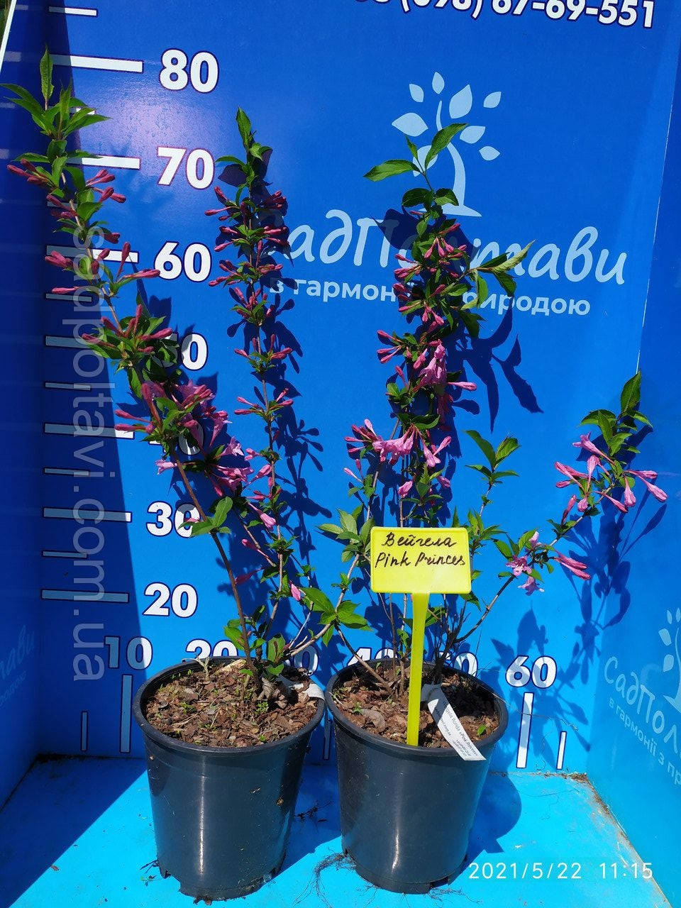 

Вейгела Пинк Принцеса /Weigela florida 'Pink Princess'/в конт.3л