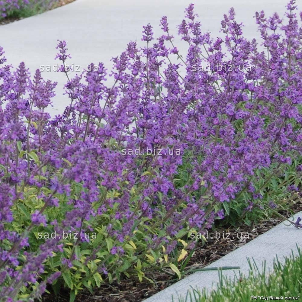 

Котовник Фассена 'Six Hills Giant'. Контейнер 2 л