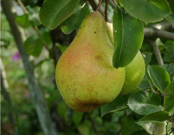 

Груша Ноябрская (поздний сорт)