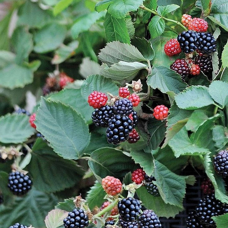 

Блек Даймонд - саженцы ежевики в контейнере