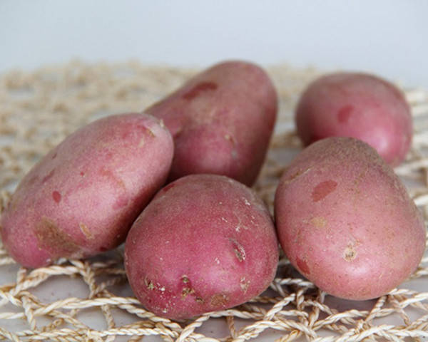 

Картофель семенной Бордо 1 кг среднеспелый 1 репродукция AgroPlant