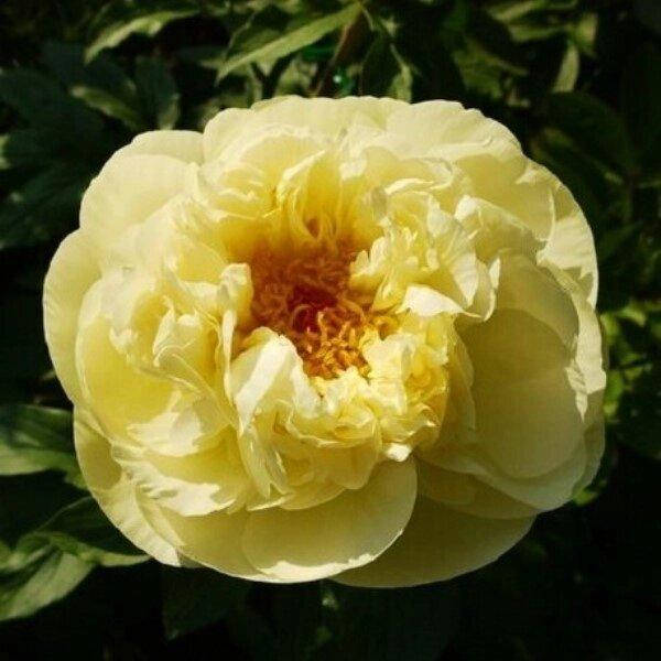 

ПИОН ТРАВЯНИСТЫЙ LEMON CHIFFON (КОРНЕВИЩА).