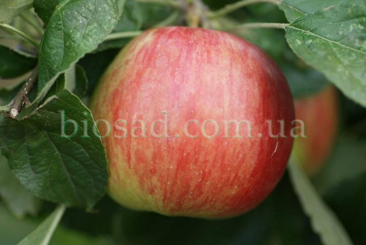 

Яблоня Айдаред (Idared)