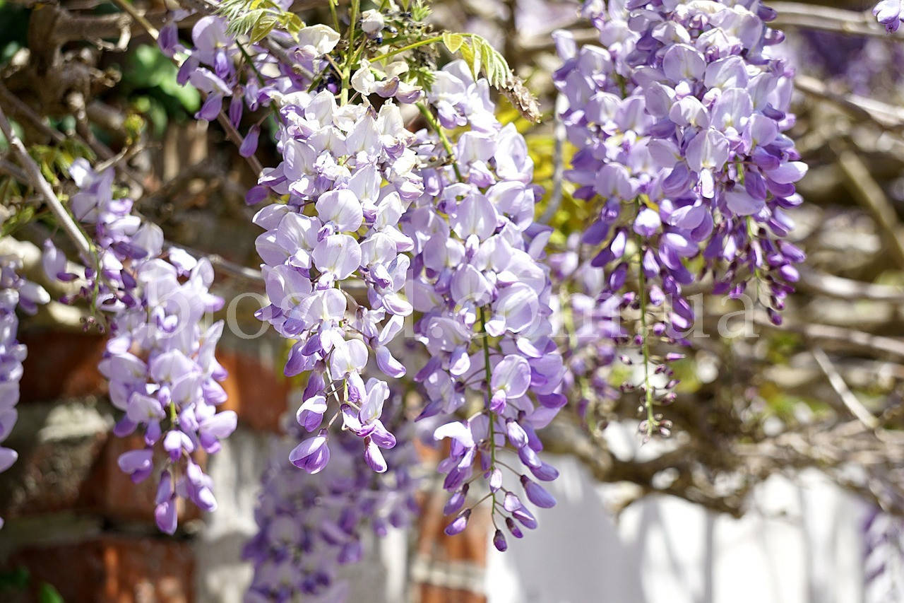 

Глициния китайская Аметист (Amethyst, Wisteria sinensis)