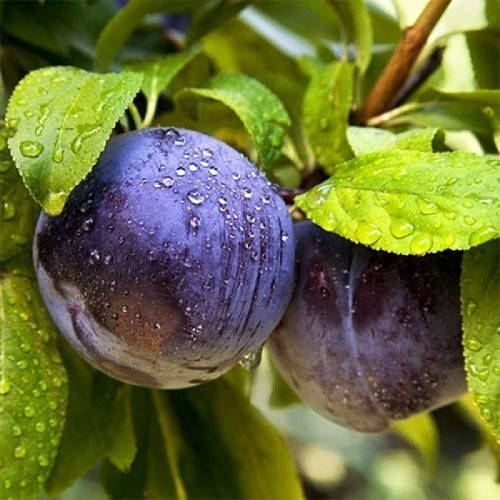 

Саженец сливы "Блюфри"