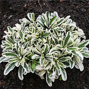 

Арабис Фердинанда Кобургского 'Variegata'