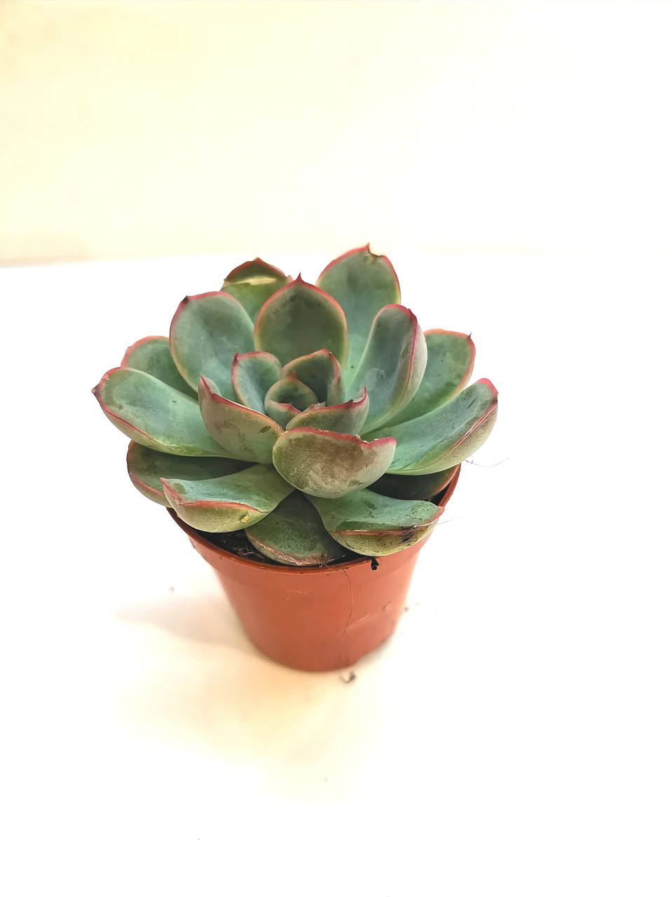 

Ехеверия Echeveria Apus Суккулент Комнатное растение