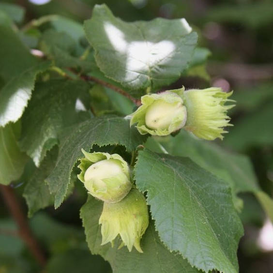 

Галле - саженцы фундука в контейнере