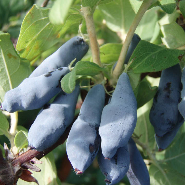 

Саженцы жимолости съедобной Морена - ранняя, урожайная, неприхотливая