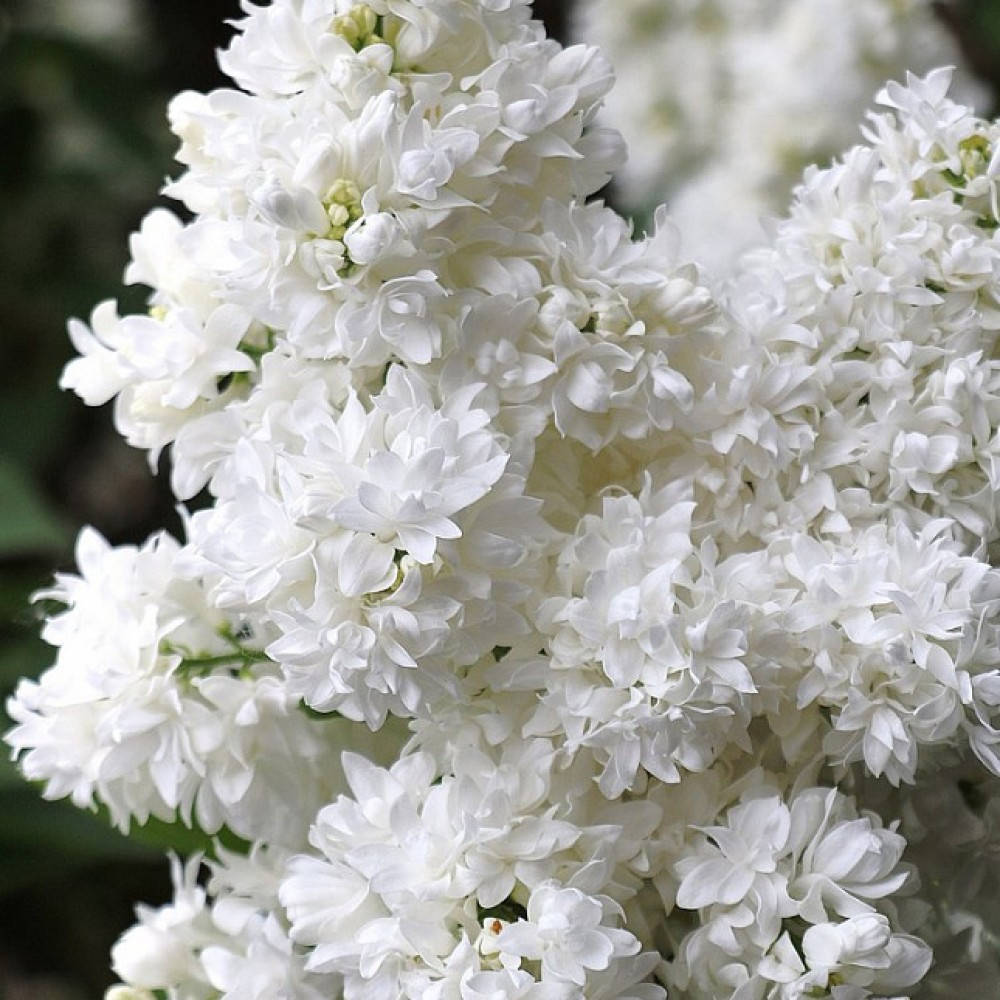 

Сирень Алиса