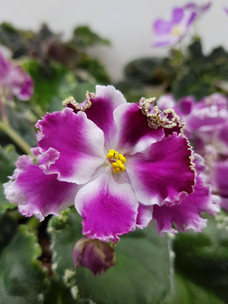 

Фиалка ПТ-Кассия детка