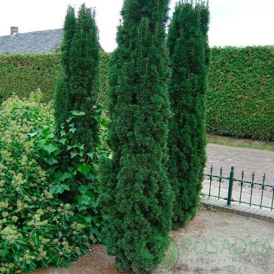 

Тис ягідний Фастігіата / Тис ягодный Фастигиата / Taxus baccata Fastigiata