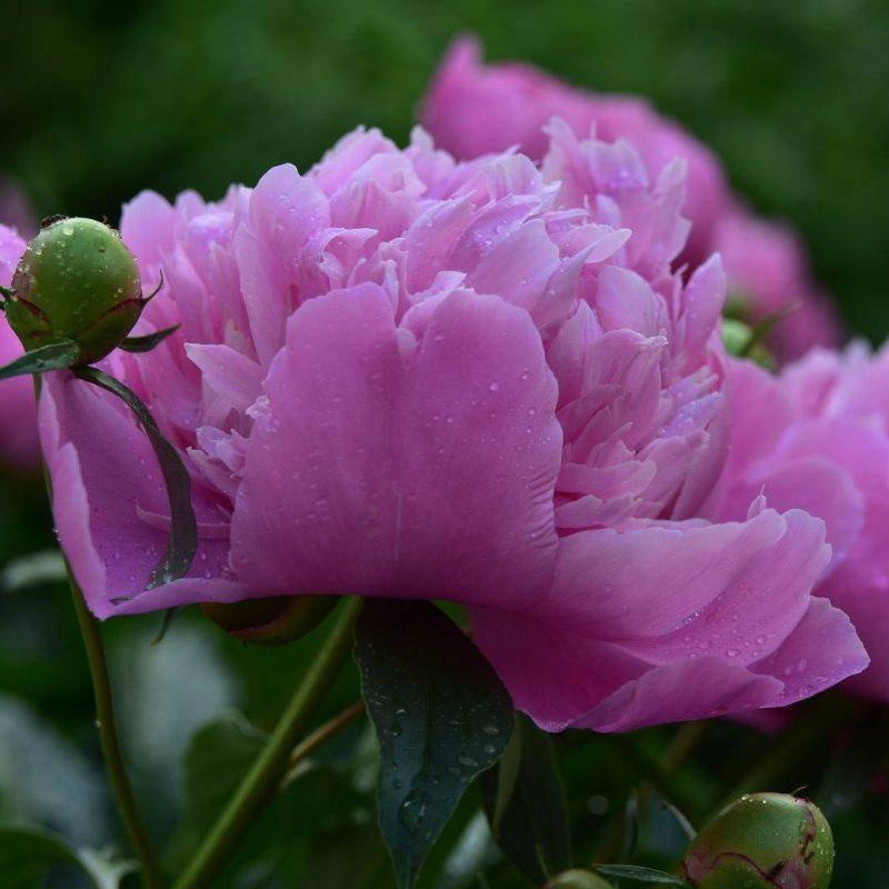 

Пион травянистый "РОЗОВЫЙ"