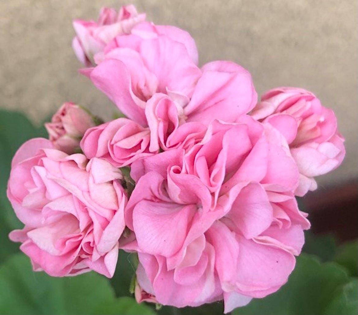 

Юг. Унесенные ветром (91)