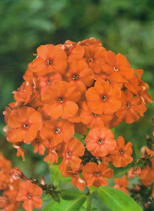 

Флокс метельчатый Orange Perfection (Оранж Перфекшн) корневище