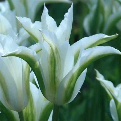

Тюльпан Green Star (луковицы) 3 шт