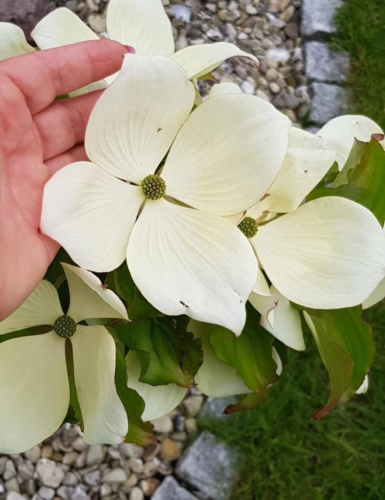 

Дерен коуза " Милки Вей" \ Cornus kousa 'Milky Way' ( саженцы 4 года ) Дерен китайский