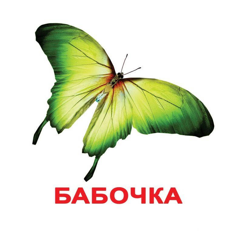 

НАСЕКОМЫЕ. Карточки Домана. Вундеркинд с пелёнок. Ламинированные