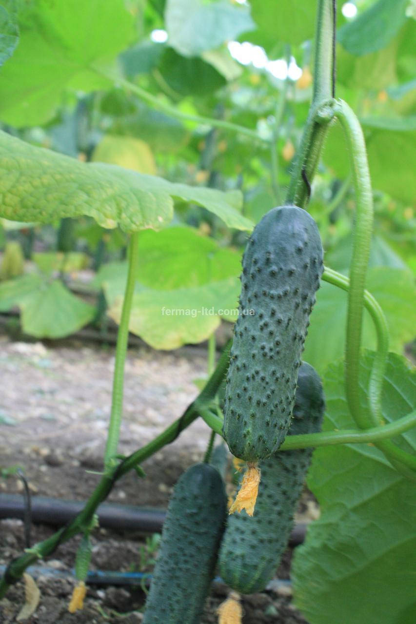 

Семена огурца БАЛИНТ, BALINT F1 (100 семян)