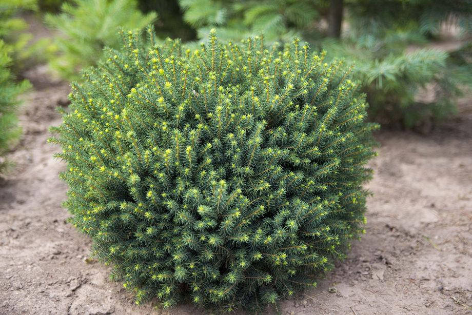 

Ялина сербська Karel 3 річна, Ель сербская Карел, Picea omorika Karel