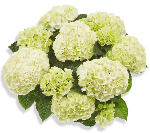 

Гортензія крупнолиста Saxon Bright White