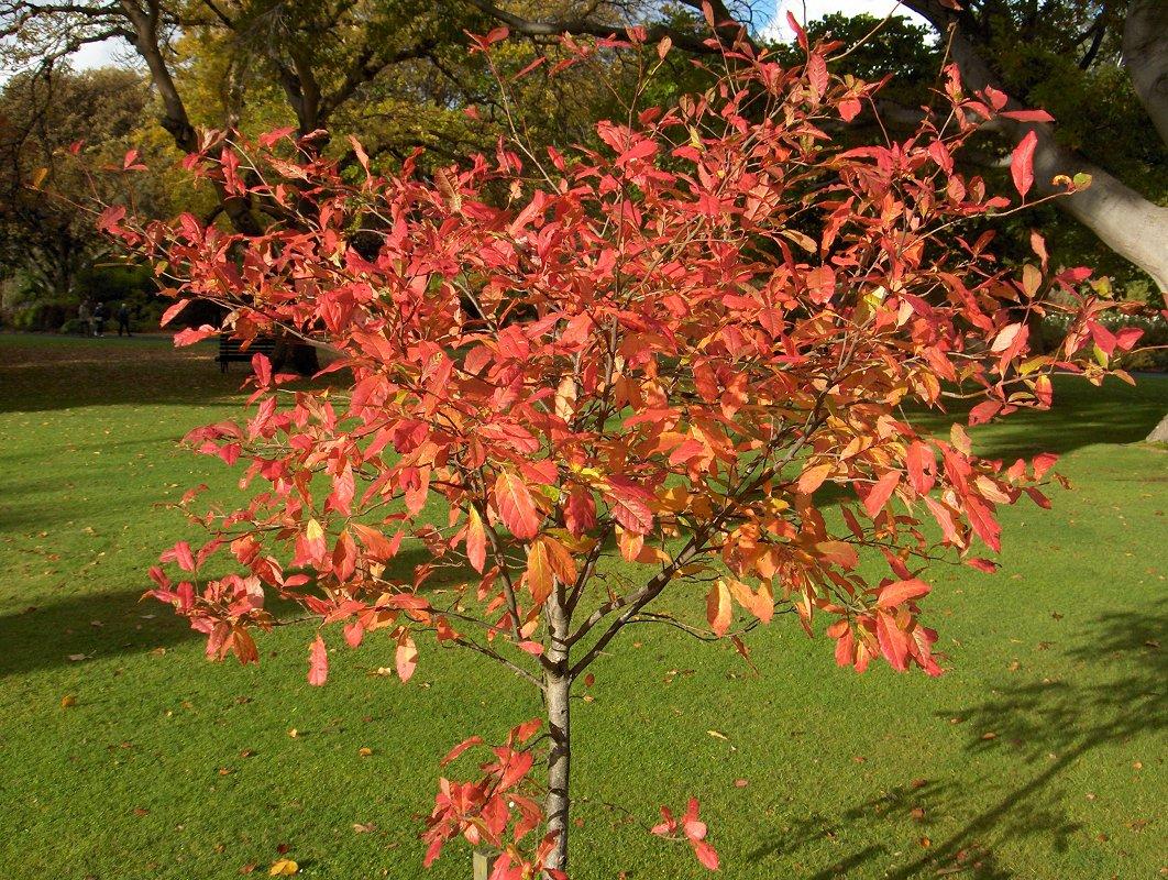 Nyssa sylvatica, Тупело чорне, Ніса лісова, 140см, фото 1