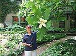 Magnolia macrophylla, Магнолія великолисна, 70 см, фото 9