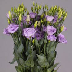 Насіння Еустома (лізіантус) Маріачі F1 Лавандова 100 насінин Sakata