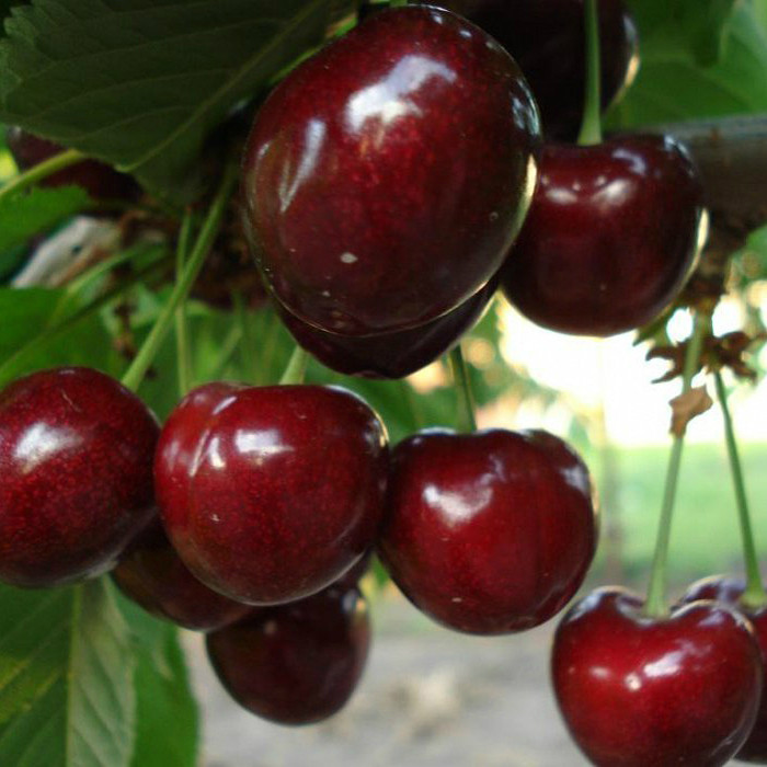 Саджанці черешні "Сем" (середньоспілий сорт), фото 1