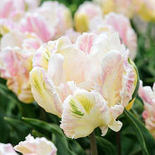 Тюльпан папуговий Libretto Parrot (Лібрето Перрот) 3 цибулинки 11/12