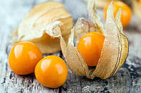 Фізаліс (Physalis angulata)