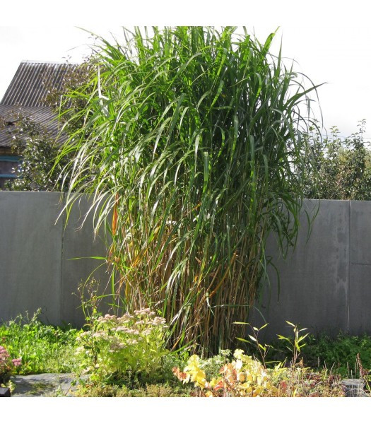 Міскантус гігантський, Мискантус гигантский, Miscanthus giganteus, 0см, фото 1
