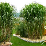 Міскантус гігантський, Мискантус гигантский, Miscanthus giganteus, 0см, фото 6