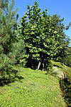 Platanus occidentalis, Платан західний, Платан американський, Сікамор, 250 см, фото 3