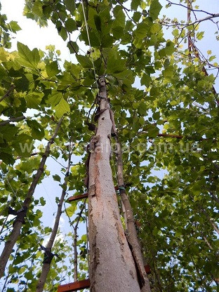 Platanus occidentalis, Платан західний, Платан американський, Сікамор, 250 см