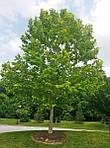 Platanus occidentalis, Платан західний, Платан американський, Сікамор, 250 см, фото 6