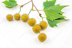 Platanus occidentalis, Платан західний, Платан американський, Сікамор, 450 см